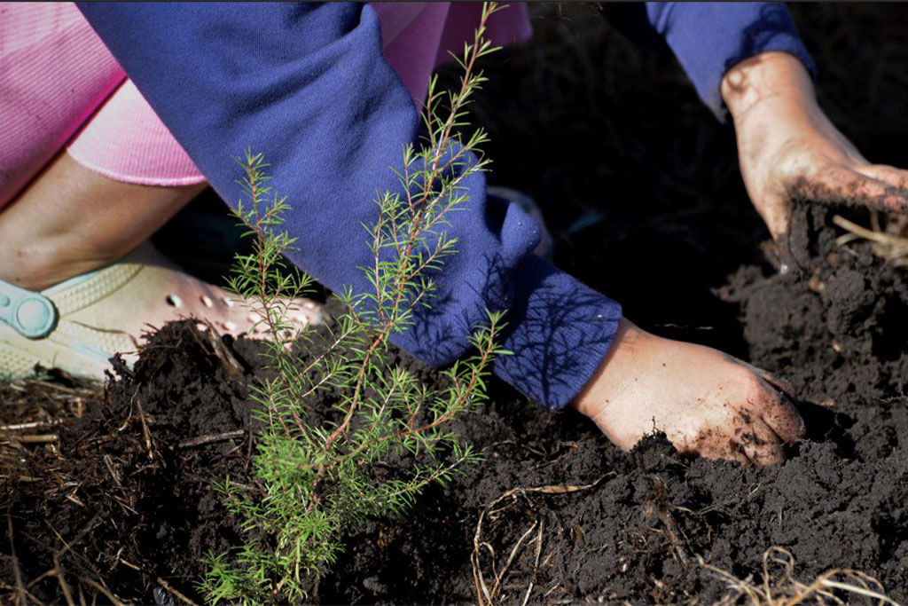 15th annual Arbor Day planting-day