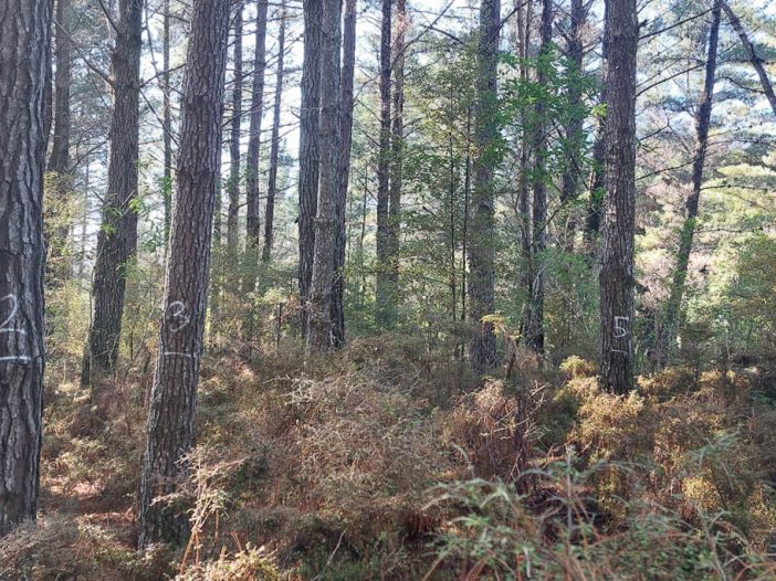 Collaborative efforts and resource-sharing to propel forestry research