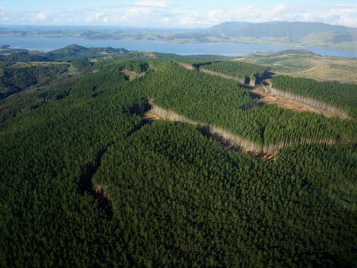 Summit Forests Site