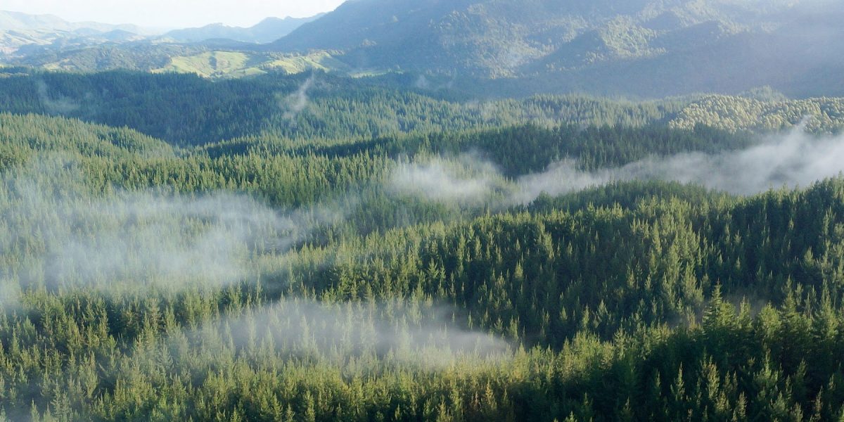 Mist floating over a Pine Forest